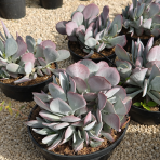 Kotyledón okrúhlolistý (Cotyledon orbiculata) ´KAROO´ - výška 10-15 cm, ⌀ 20-25 cm, kont. C5L